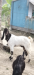 খাশি ছাগল
